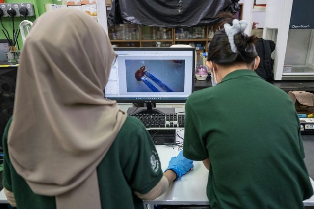 Malaysian scientists recruit bed bugs as crime scene sleuths- Ảnh 5.