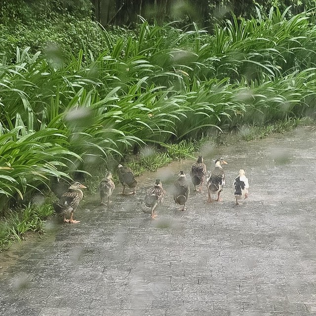 Ducks believed swept to island by Vietnam’s Khanh Hoa floods taken into care at resort - Ảnh 3.