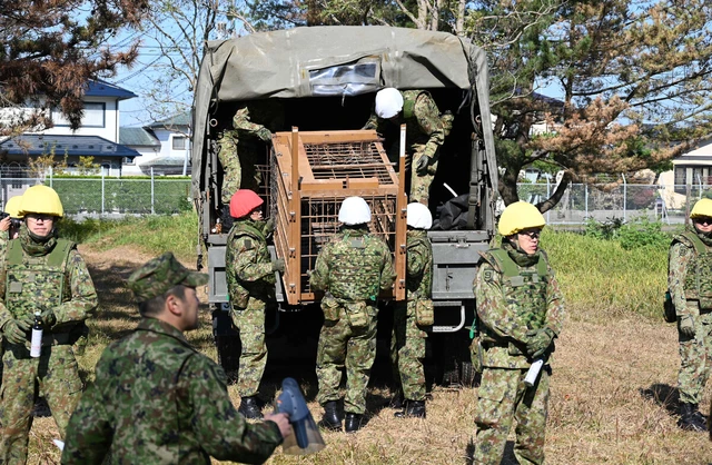 Japan SDF prepares logistical aid for bear capture efforts- Ảnh 1.