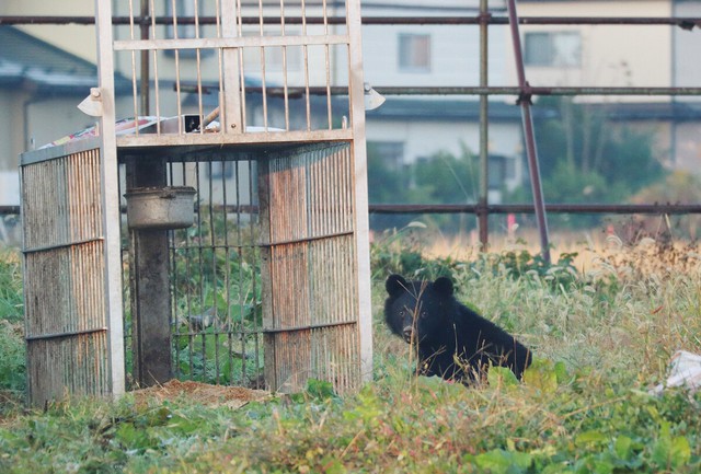 Bears scaring off school, other events in Japan - Ảnh 1.