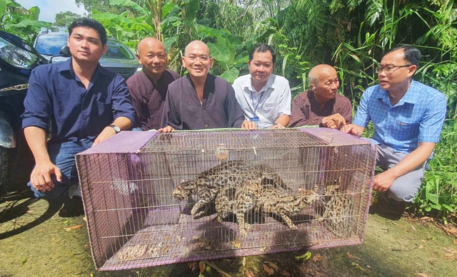 4 rare wildcats released into southern Vietnam forest- Ảnh 1.
