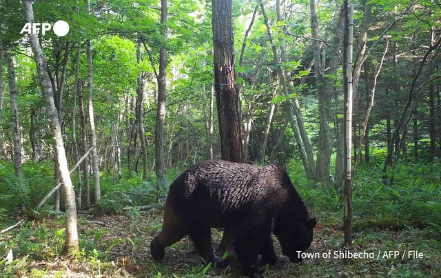 Japan deploys troops after wave of deadly bear attacks - Ảnh 1.