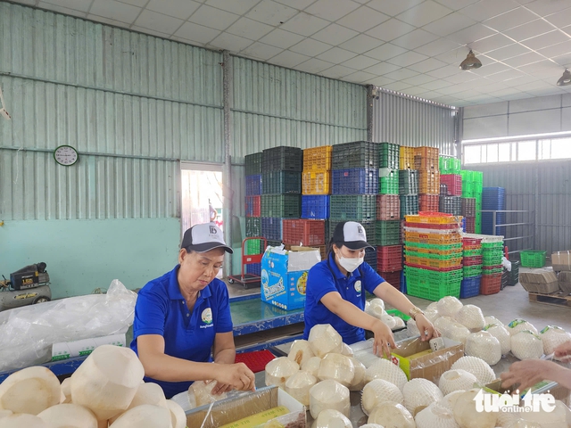 Vietnam’s coconut industry targets greener, low-emission growth- Ảnh 1. Vietnam’s coconut industry targets greener, low-emission growth- Ảnh 1.