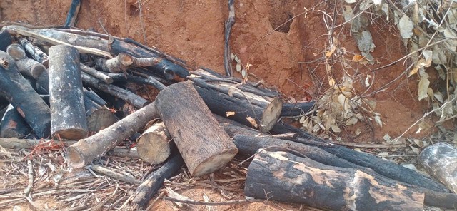 Investigation underway after nearly 95ha of forest destroyed in central Vietnam- Ảnh 1.