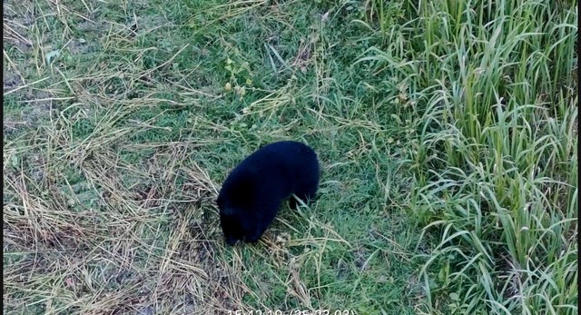 Drones in use to locate, shoo away bears in Fukushima village- Ảnh 2.