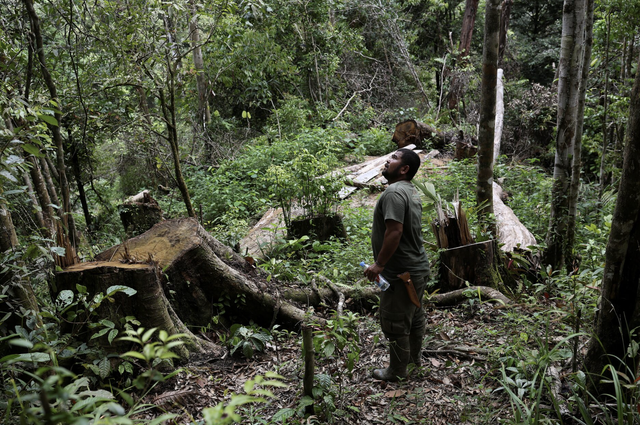 Orangutans at risk as Indonesia floods devastate habitat
- Ảnh 1. Orangutans at risk as Indonesia floods devastate habitat
- Ảnh 1.