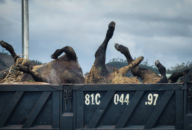 Historic floods in south-central Vietnam: from devastation to determined rebuilding - Ảnh 7.