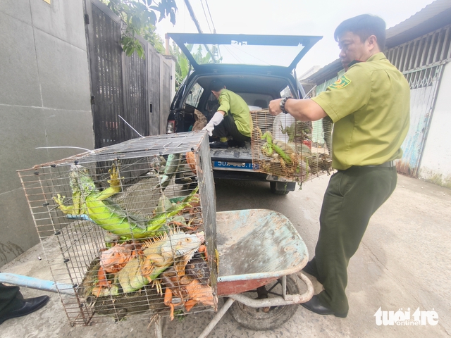 Authorities seize 75 iguanas kept without permits in Ho Chi Minh City - Ảnh 4. Authorities seize 75 iguanas kept without permits in Ho Chi Minh City - Ảnh 4.