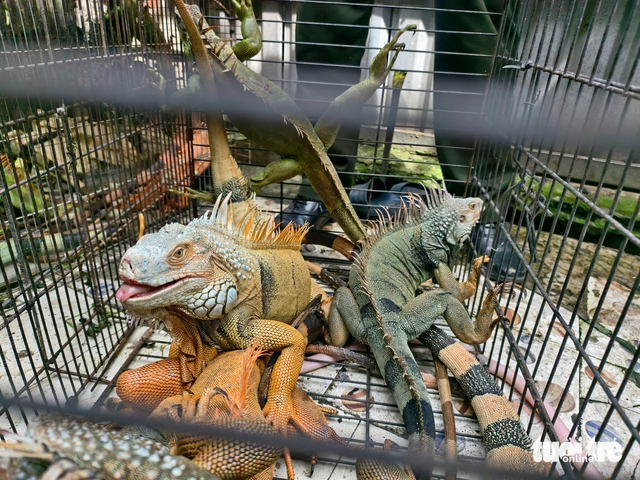Authorities seize 75 iguanas kept without permits in Ho Chi Minh City - Ảnh 3. Authorities seize 75 iguanas kept without permits in Ho Chi Minh City - Ảnh 3.