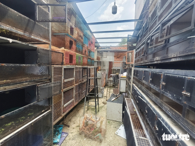 Authorities seize 75 iguanas kept without permits in Ho Chi Minh City - Ảnh 2. Authorities seize 75 iguanas kept without permits in Ho Chi Minh City - Ảnh 2.