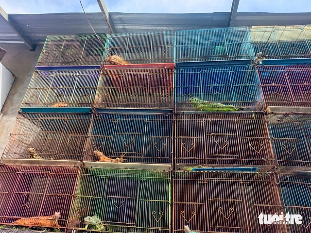 Authorities seize 75 iguanas kept without permits in Ho Chi Minh City - Ảnh 1. Authorities seize 75 iguanas kept without permits in Ho Chi Minh City - Ảnh 1.