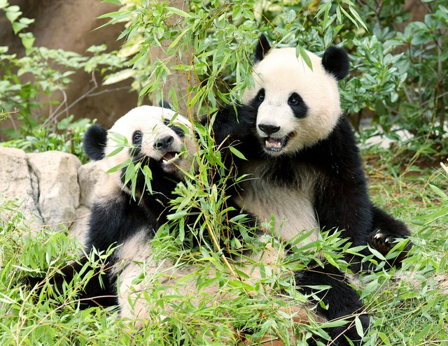 Japan's last 2 pandas to return to China in January - Ảnh 1.
