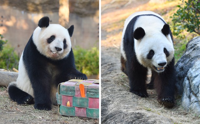 Japan's last 2 pandas to return to China in January - Ảnh 2.