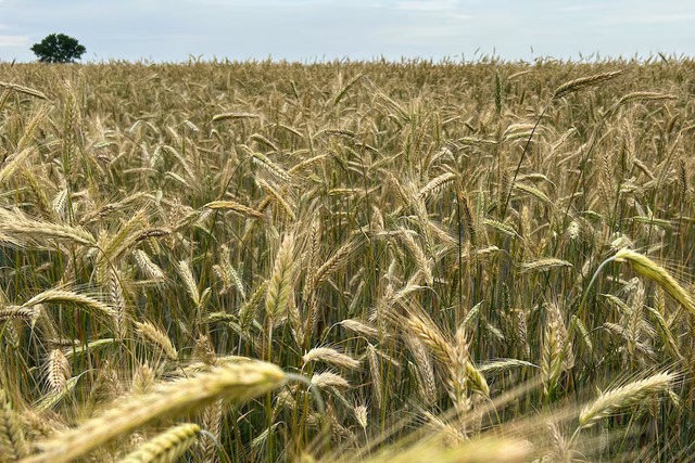 These farmers are producing record crops despite droughts and floods- Ảnh 1.