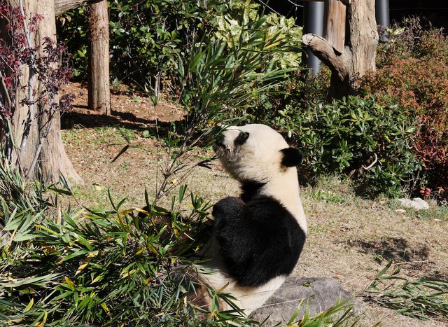Japan's last 2 giant pandas are headed to China and fans just can't bear it- Ảnh 1. Japan's last 2 giant pandas are headed to China and fans just can't bear it- Ảnh 1.