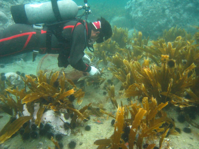 Japan local govts, fishers working to save seaweed forests- Ảnh 1.