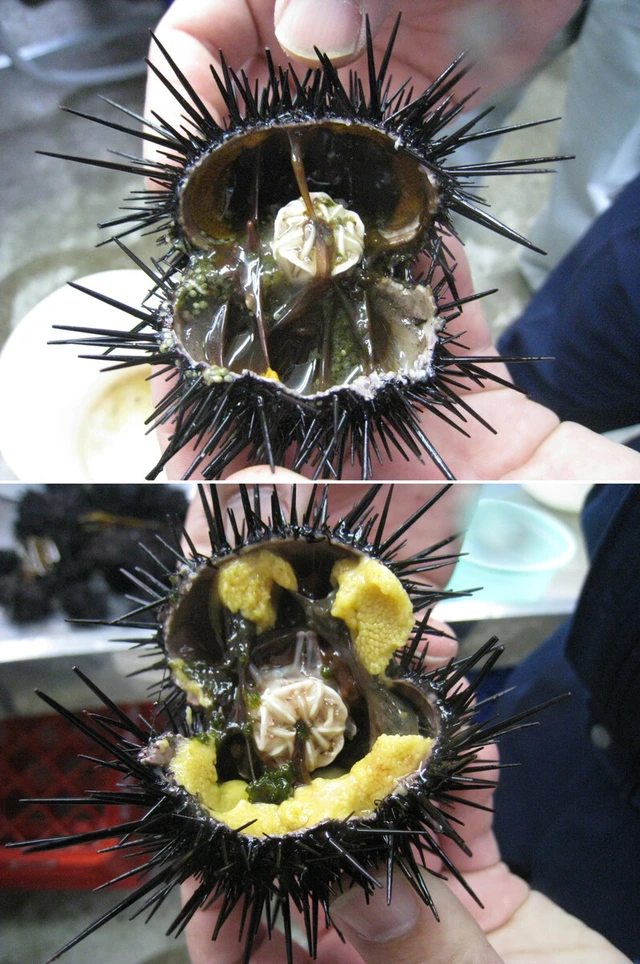 Japan local govts, fishers working to save seaweed forests- Ảnh 2.