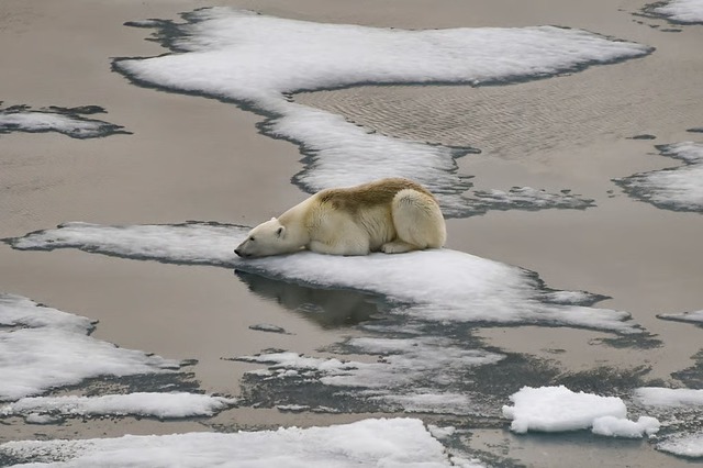 Arctic has hottest year ever recorded, as climate impacts cascade- Ảnh 1.