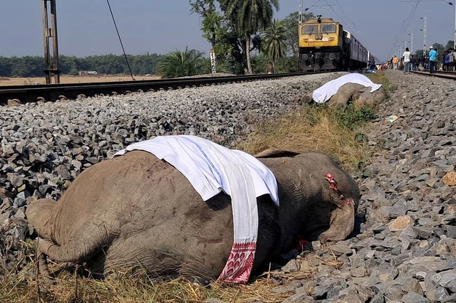 Seven elephants killed in India train accident- Ảnh 2.