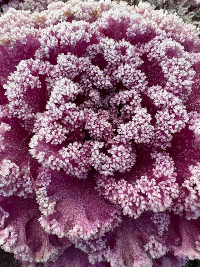 Fansipan becomes Christmas wonderland as ice grips northern Vietnam- Ảnh 2.