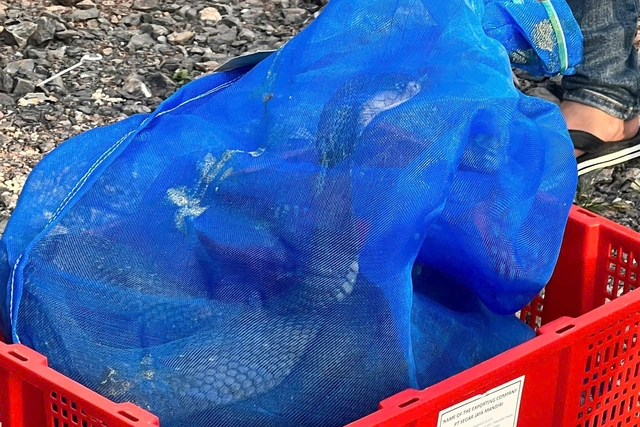 Vietnam police seize 676 king cobras smuggled from Laos- Ảnh 5.