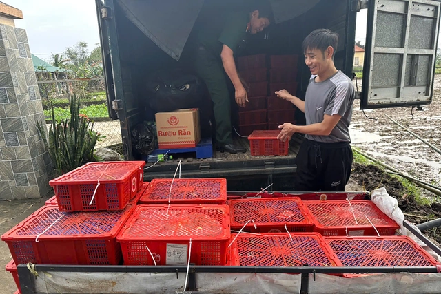 Vietnam police seize 676 king cobras smuggled from Laos- Ảnh 1.