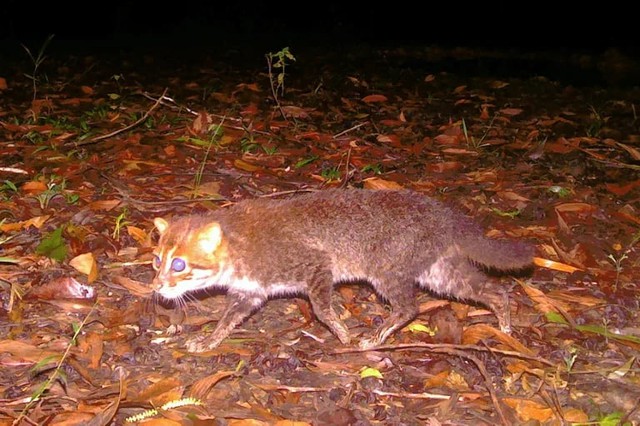 Elusive wild cat feared extinct rediscovered in Thailand- Ảnh 1.