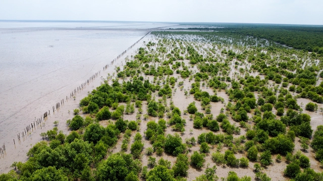 Ca Mau leads Vietnam in coastal afforestation, adds nearly 1,880ha in 5 years- Ảnh 1. Ca Mau leads Vietnam in coastal afforestation, adds nearly 1,880ha in 5 years- Ảnh 1.