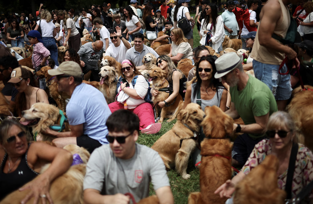 Decked in Santa hats and ribbons, Argentine golden retrievers chase world record - Ảnh 1.