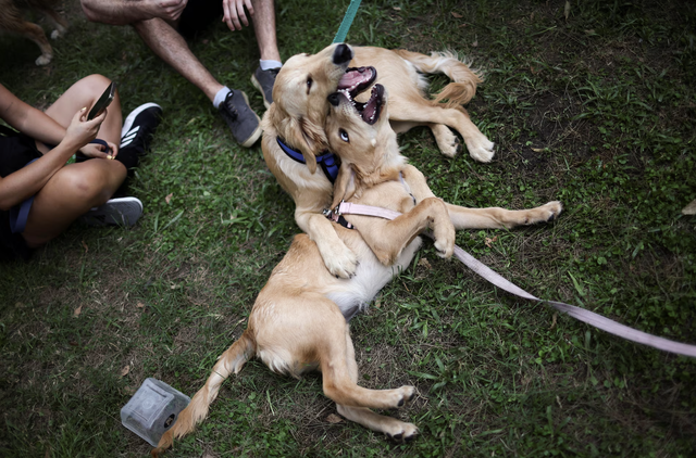 Decked in Santa hats and ribbons, Argentine golden retrievers chase world record - Ảnh 2.