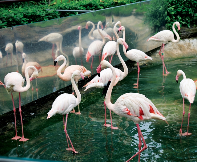 Hồng hạc sinh ra có màu hồng không? - Ảnh 1.