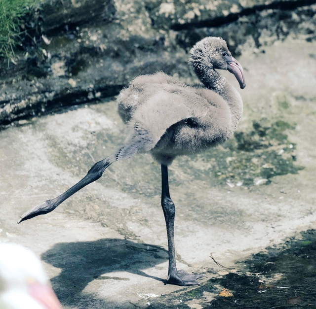 Hồng hạc sinh ra có màu hồng không? - Ảnh 2.