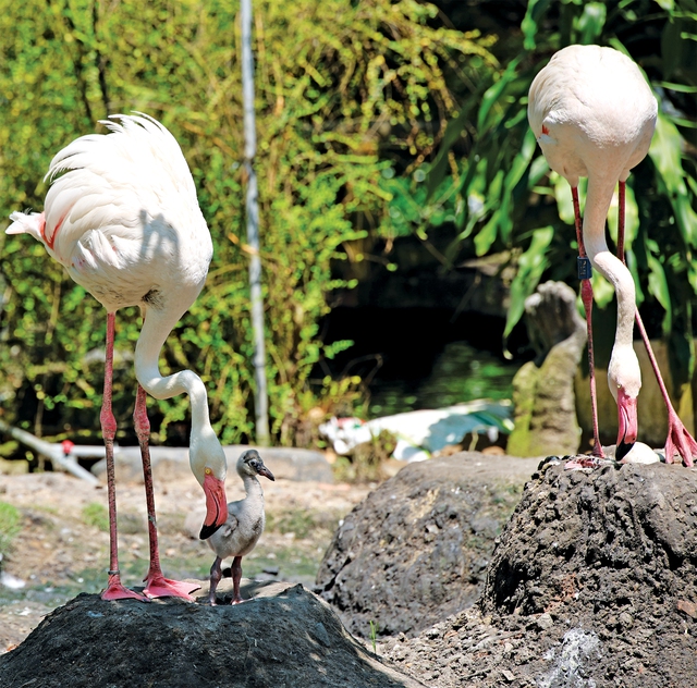 Hồng hạc sinh ra có màu hồng không? - Ảnh 3.