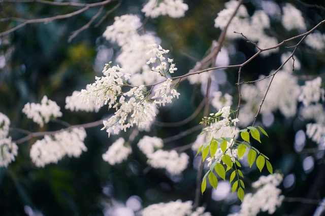 10 lời chào tháng 3 ấm áp, ý nghĩa, khởi đầu tháng mới rực rỡ- Ảnh 1.