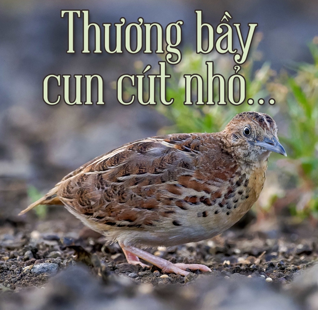 Thương bầy cun cút nhỏ…