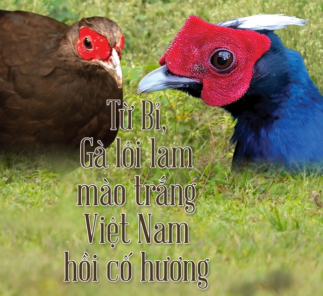 Từ Bỉ, gà lôi lam mào trắng Việt Nam hồi cố hương