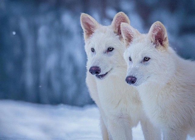 US firm says it brought back extinct dire wolves - Ảnh 1.