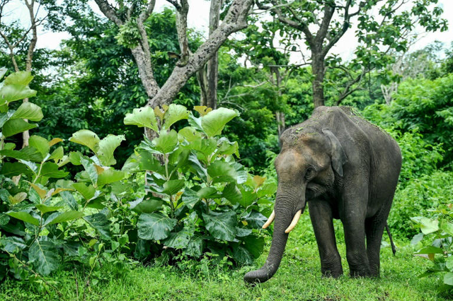 India's elephant warning system tackles deadly conflict- Ảnh 4. India's elephant warning system tackles deadly conflict- Ảnh 4.