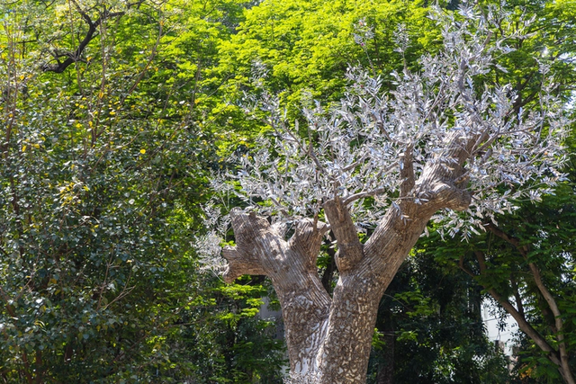 Striking Images of ‘Resurrection’: An art installation from fallen mahogany tree after typhoon Yagi in Hanoi - Ảnh 2.