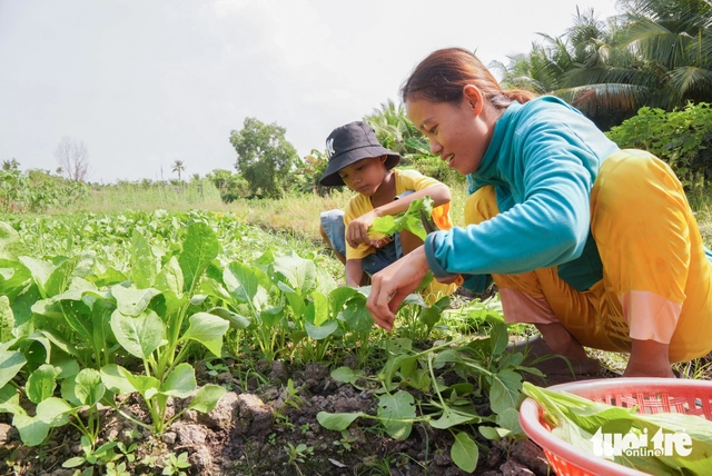 In Vietnam, 11-year-old boy grows, sells vegetables to support struggling family- Ảnh 4. In Vietnam, 11-year-old boy grows, sells vegetables to support struggling family- Ảnh 4.
