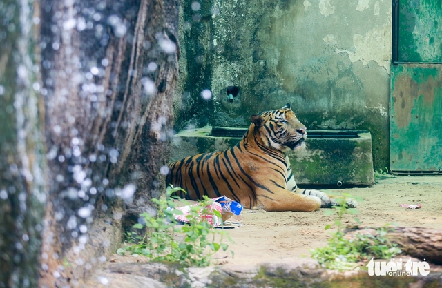 Ho Chi Minh City zoo celebrates tiger cub birthday as grandfather tiger prepares for retirement- Ảnh 3. Ho Chi Minh City zoo celebrates tiger cub birthday as grandfather tiger prepares for retirement- Ảnh 3.