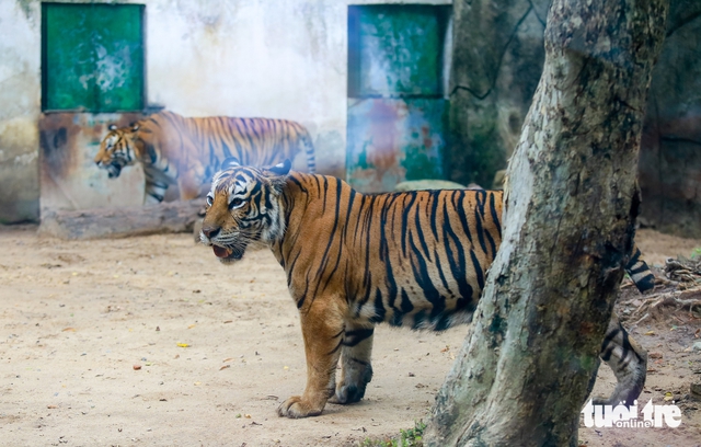 Ho Chi Minh City zoo celebrates tiger cub birthday as grandfather tiger prepares for retirement- Ảnh 2. Ho Chi Minh City zoo celebrates tiger cub birthday as grandfather tiger prepares for retirement- Ảnh 2.
