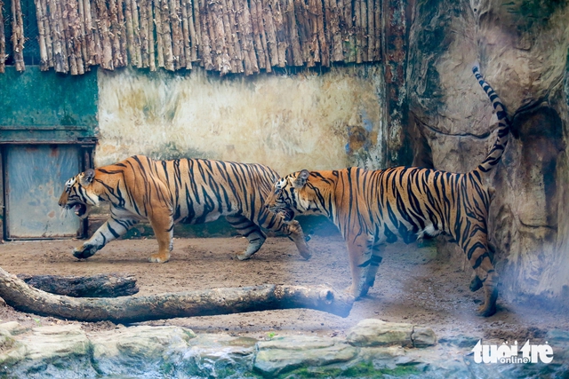 Ho Chi Minh City zoo celebrates tiger cub birthday as grandfather tiger prepares for retirement- Ảnh 1. Ho Chi Minh City zoo celebrates tiger cub birthday as grandfather tiger prepares for retirement- Ảnh 1.