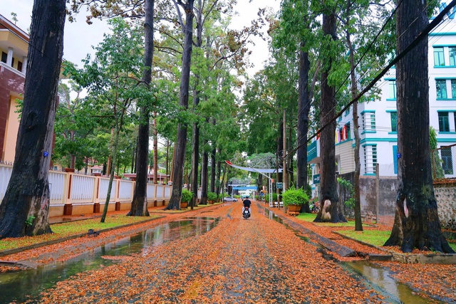 Tháng 5 ra phố ngắm hoa chò xoay tít trong gió- Ảnh 5.