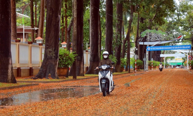 Tháng 5 ra phố ngắm hoa chò xoay tít trong gió- Ảnh 1.