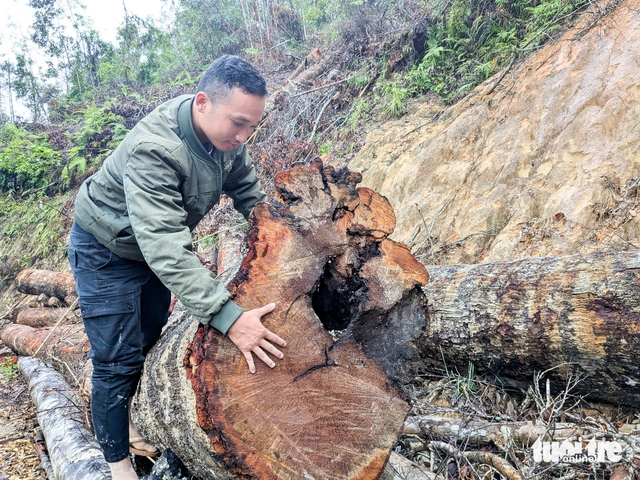 Thousands of giant trees felled for road project in Vietnam’s Central Highlands - Ảnh 3.