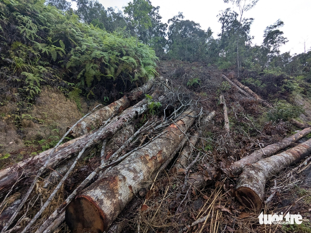 Thousands of giant trees felled for road project in Vietnam’s Central Highlands - Ảnh 6.