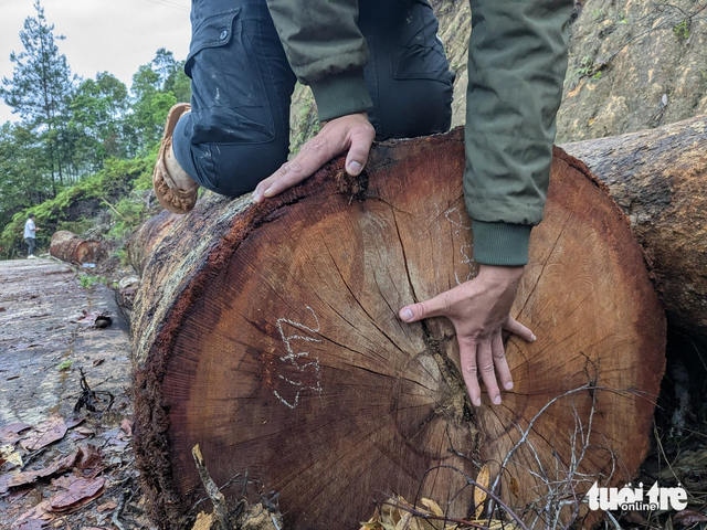 Thousands of giant trees felled for road project in Vietnam’s Central Highlands - Ảnh 8.