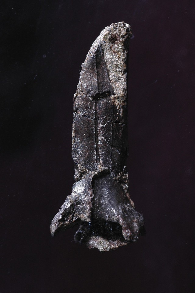 Pterosaur fossil found in Japan identified as new species - Ảnh 1. Pterosaur fossil found in Japan identified as new species - Ảnh 1.