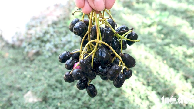 From childhood treat to tourist favorite: Java plums make a day in Vietnam’s Mekong Delta- Ảnh 2. From childhood treat to tourist favorite: Java plums make a day in Vietnam’s Mekong Delta- Ảnh 2.